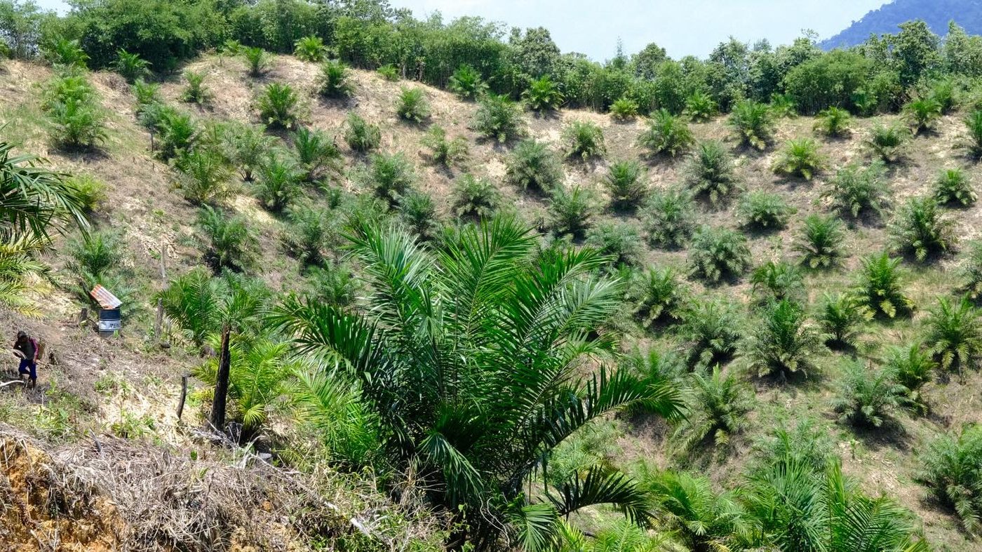 An oil-palm plantation on a slope