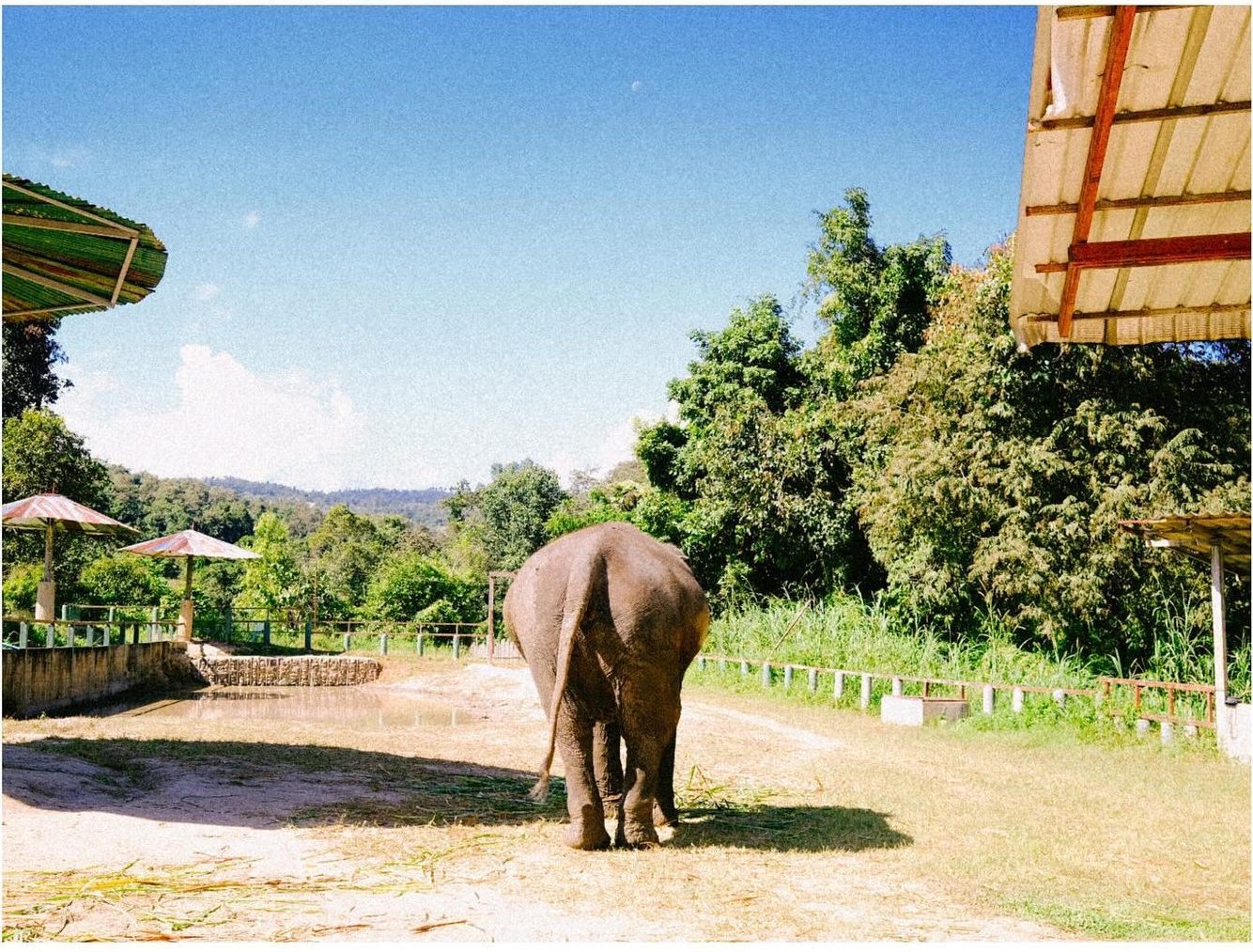 An elephant walking across the sanctuary grounds