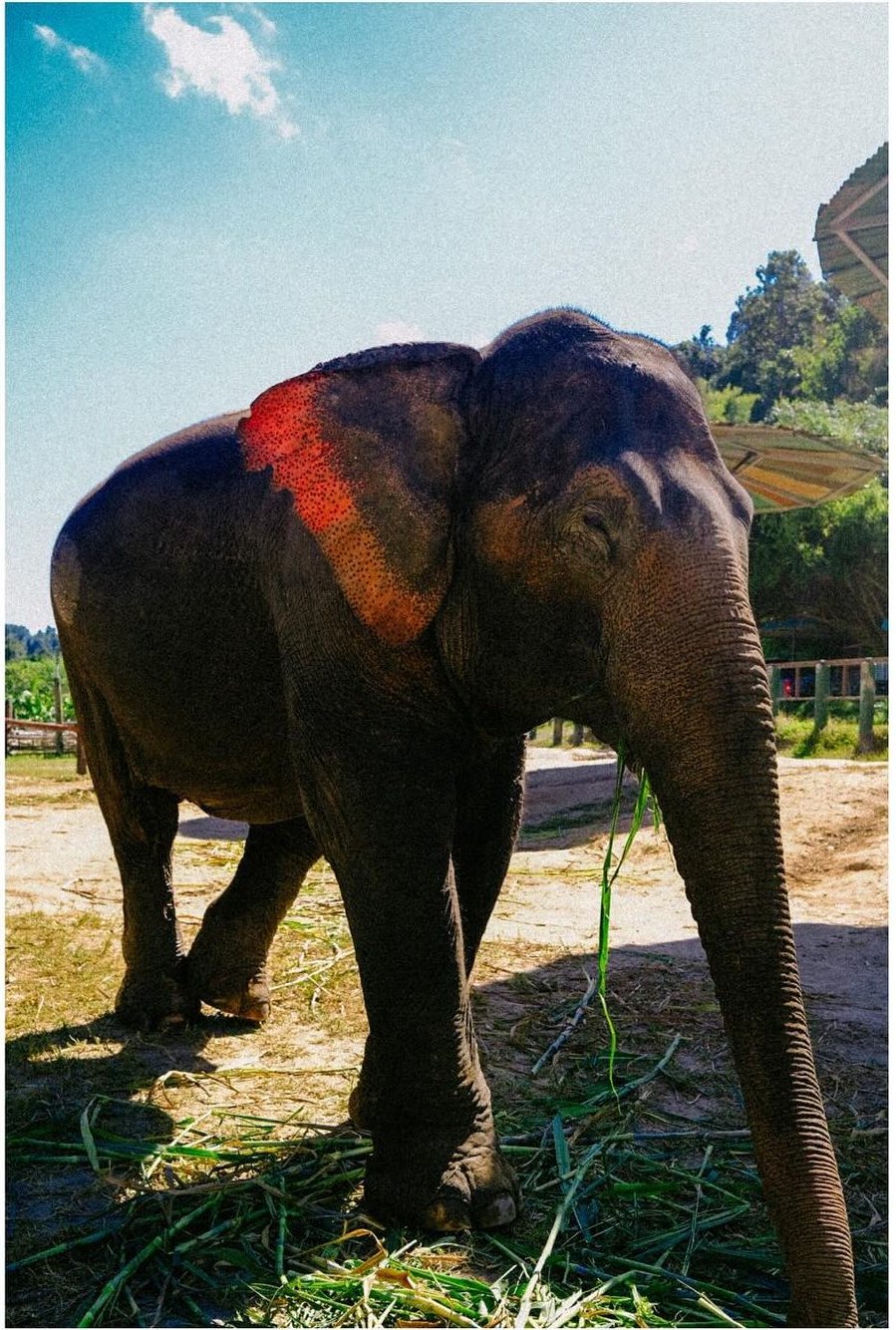 An elephant eating grass