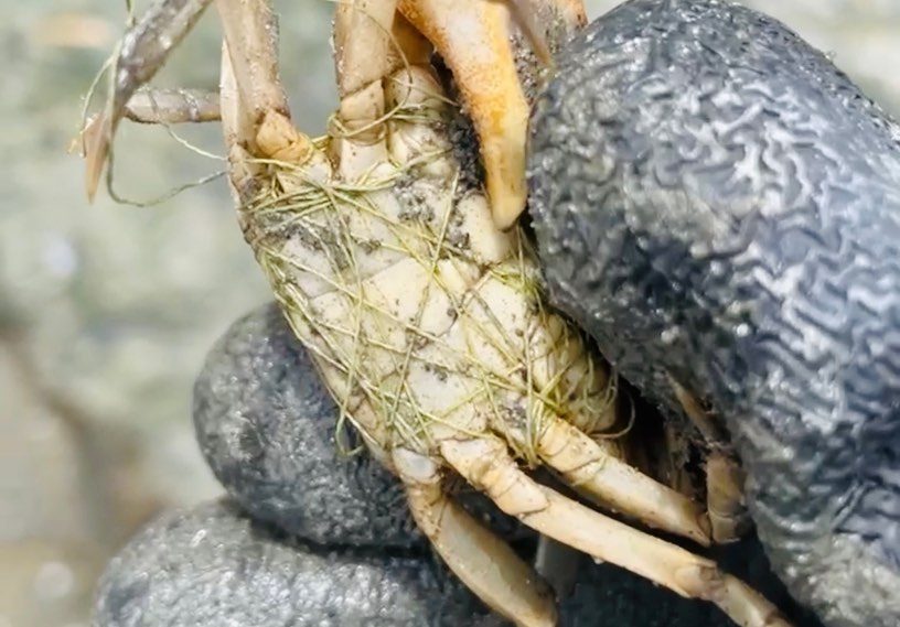A crab tangled in fishing line