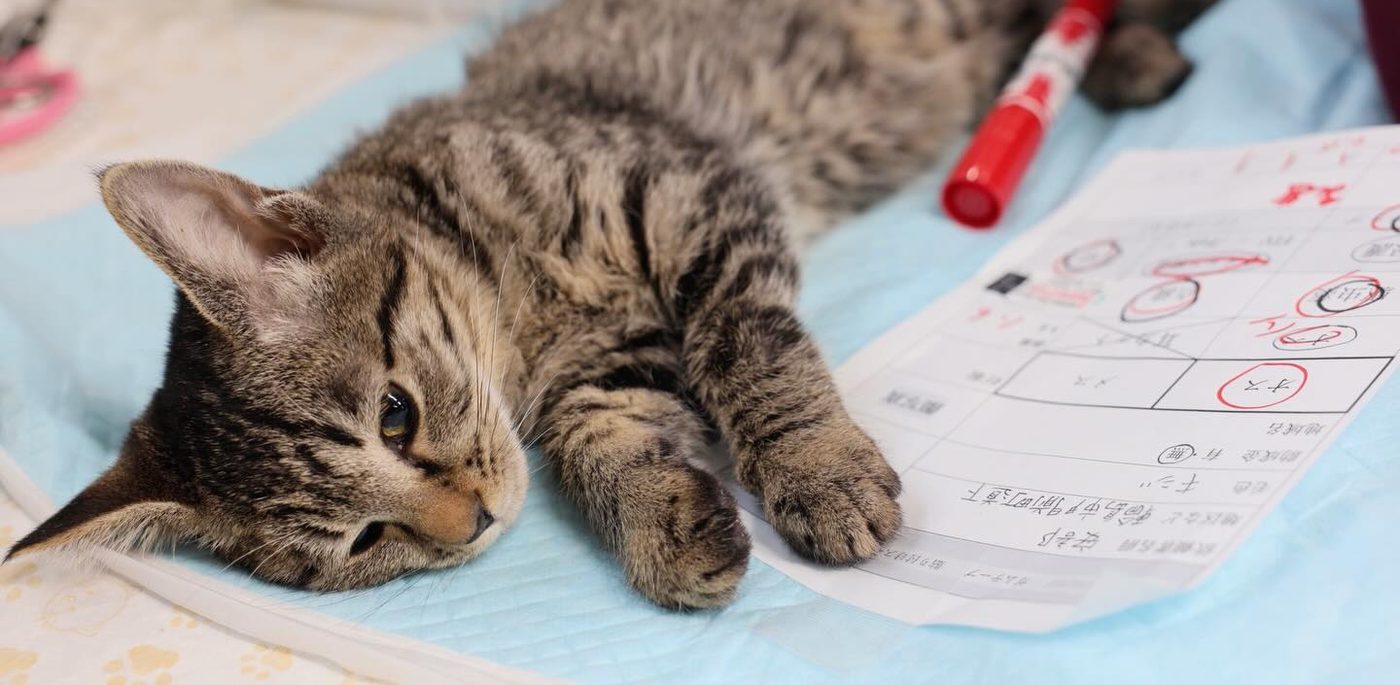 A rescued kitten receiving care